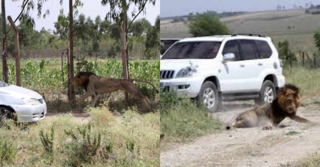 Outcry After Lion Kills Girl in Kajiado: Locals Demand Action, Protection from Wildlife