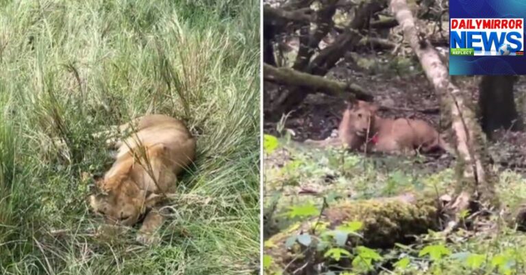 A screengrab collage of two lions spotted showing signs of poisoning at Maasai Mara National Reserve on Monday, September 29, 2025.