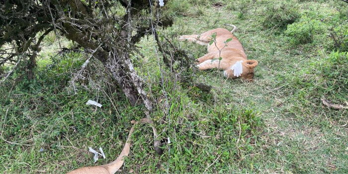 Poisoned Lions Rescued in Maasai Mara as KWS Launches Urgent Investigation