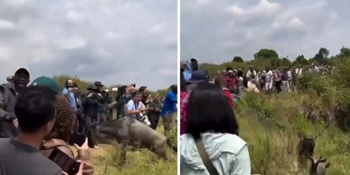 Poisoned Lions Rescued in Maasai Mara as KWS Launches Urgent Investigation