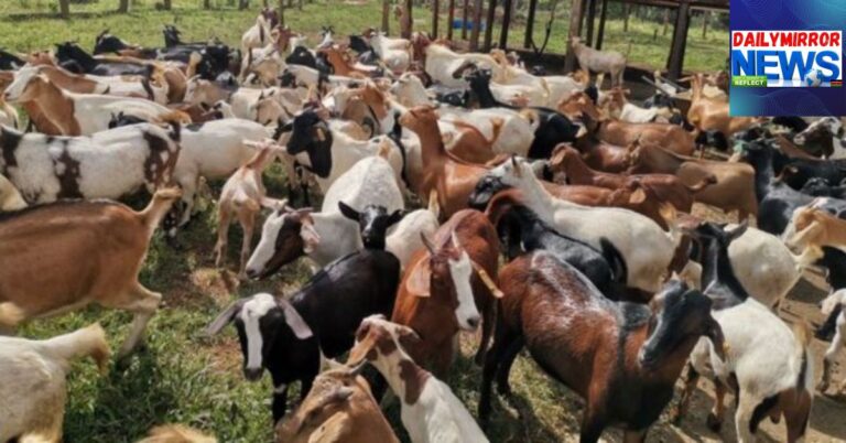 A herd of goats at a farm.