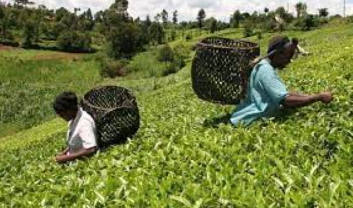 Ruto Unveils Bold Plan to Rescue Farmers: Industrial Parks, Global Markets, and Orthodox Tea