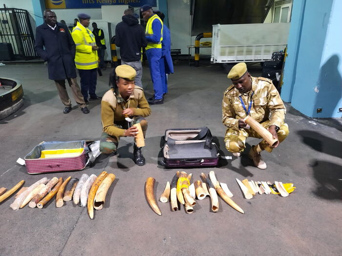 KWS Busts Major Wildlife Trafficking Ring in Turkana, Recovers Elephant Ivory and Rare Animal Skins