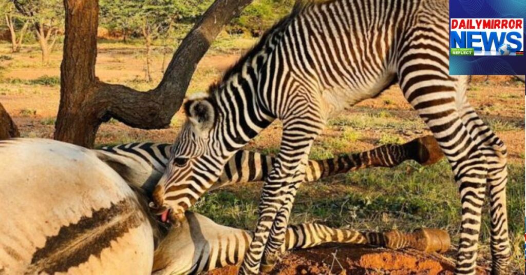 Three Nabbed as Officers Bust Illegal Zebra Meat Trade in Kikuyu