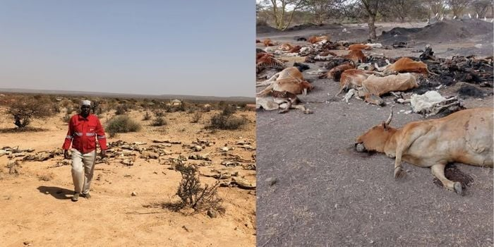 CS Kagwe Secures 1 Million Bags of Maize From Zambia as Unga Prices Hit Ksh160