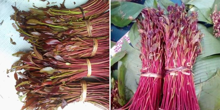 Interior Ministry Announces Reopening of Kenya–Somalia Border for Miraa Traders