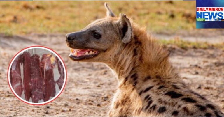 KWS Raises Alarm After Residents Kill Hyena in Thika An image of a hyena with an insert of meat hanging at a butchery shop