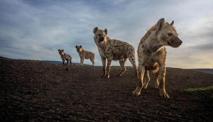 KWS Raises Alarm After Residents Kill Hyena in Thika