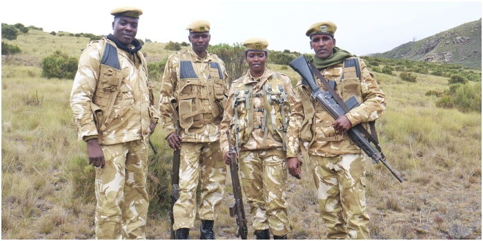 KWS Raises Alarm After Residents Kill Hyena in Thika