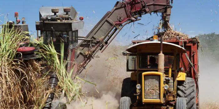 Kenyans Face Sugar Price Drop as Govt Reduces Cane Prices by Ksh250