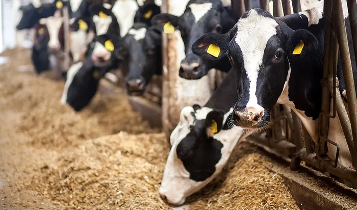 Kenya Dairy Board Confirms Milk Supply Constraints, Says Shortage Is Temporary
